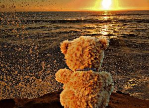 Teddy Bear beach sunset