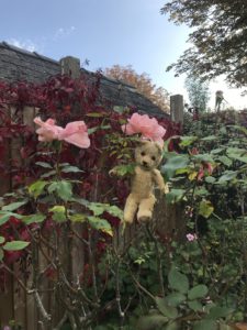 Bear picks last roses