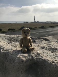 Bear found lighthouse