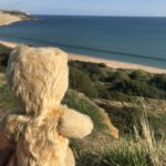 Bear at the beach1