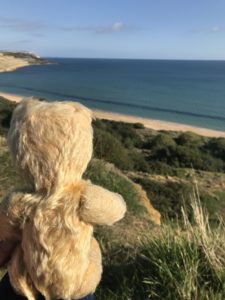 Bear at the beach1