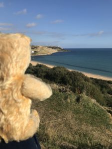 Bear at Overcombe