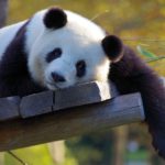 sleeping-panda-1280