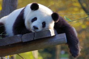 sleeping-panda-1280